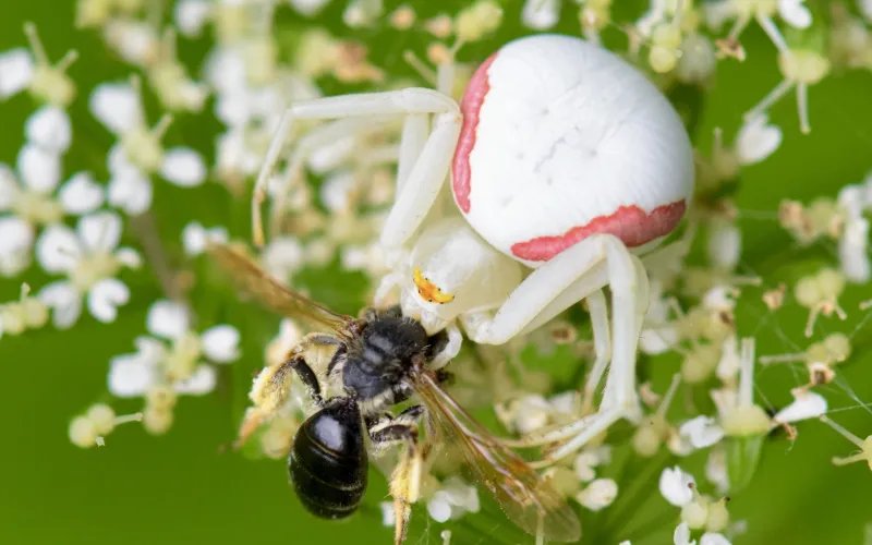 White crab spider capturing a bee on white flowers