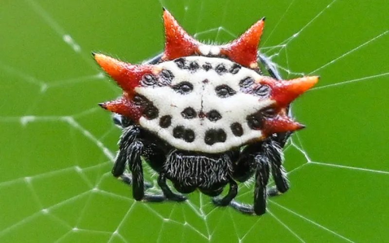 Spiny orb-weaver spider (genus Gasteracantha), white and red, on its web