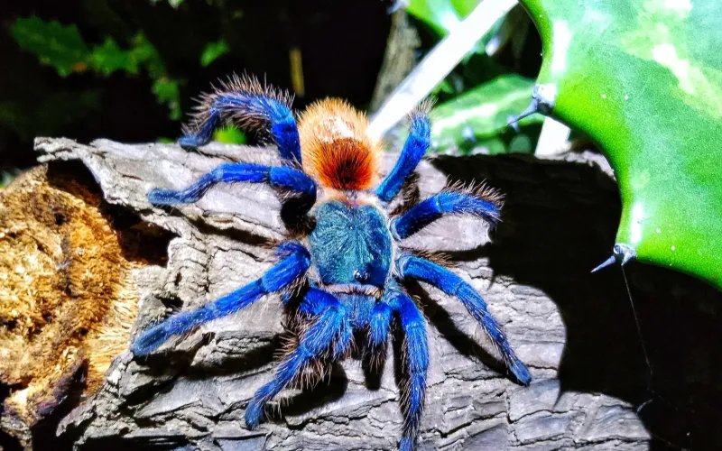 Tarantula with electric blue legs and orange cephalothorax, resting on bark