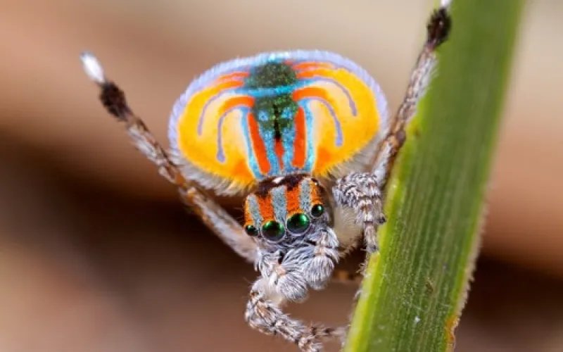 Peacock spider (genus Maratus) displaying its colourful orange, blue and white abdomen