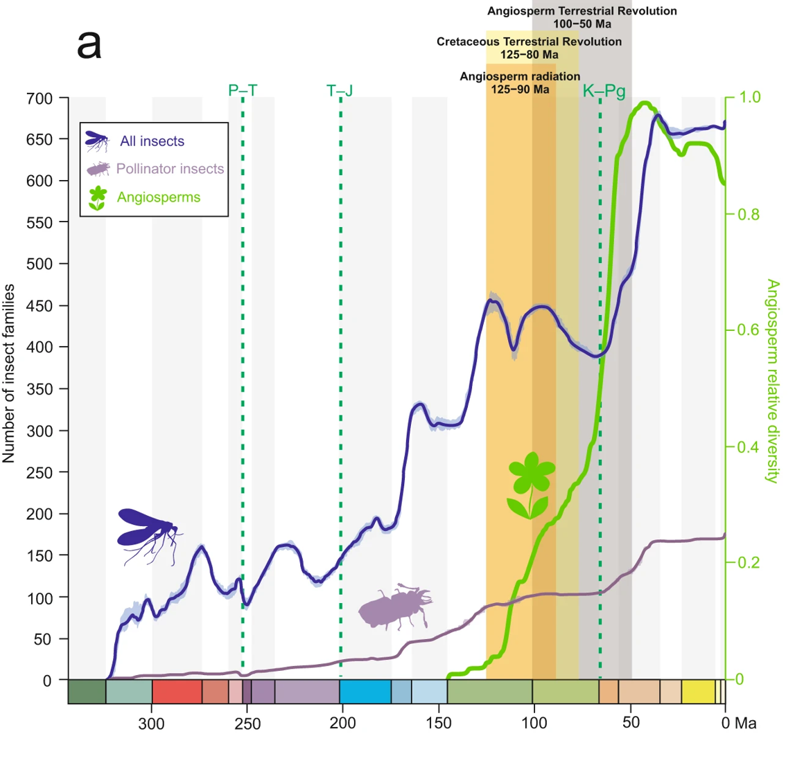 Graphique scientifique montrant l'évolution du nombre de familles d'insectes au cours du temps, comparée à la diversité des angiospermes