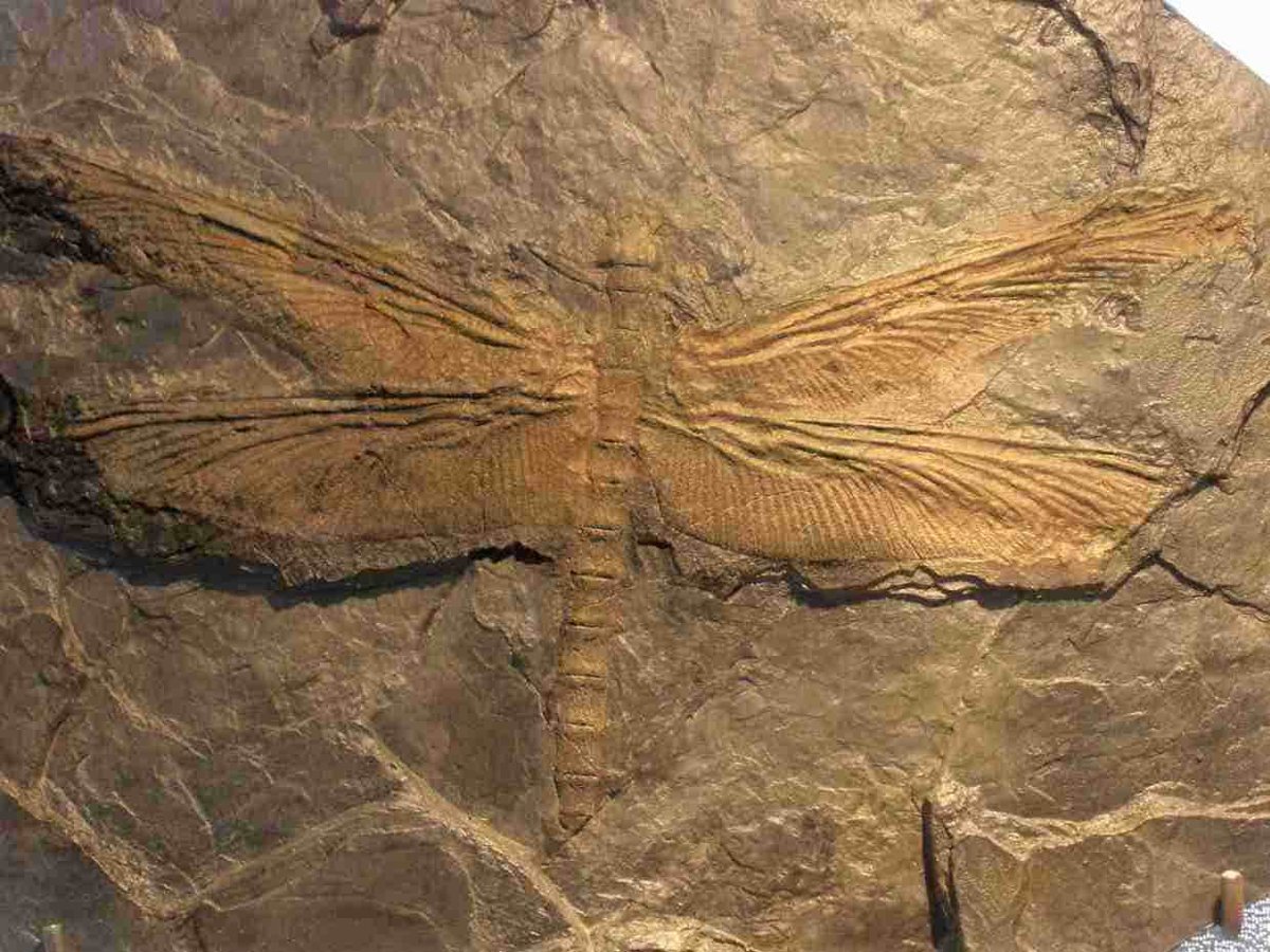 Fossile de Méganeura, grande libellule préhistorique, montrant l'empreinte détaillée des ailes