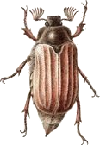 Cétoine dorée