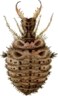 Larve d'insecte