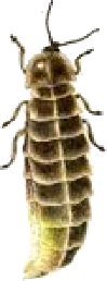 Larve de coléoptère