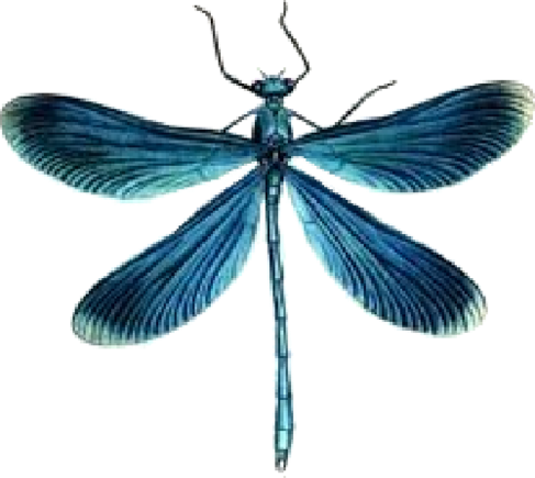 Libellule (caloptéryx)