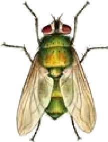 Mouche