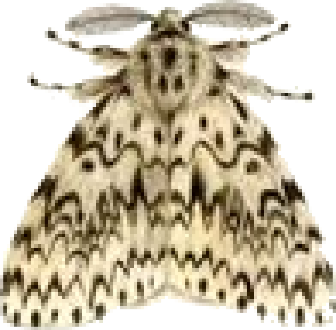 Phalène (papillon de nuit)