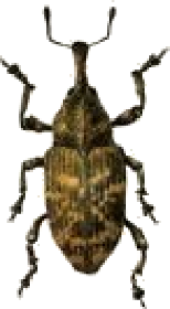 Punaise
