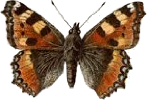 Papillon vulcain