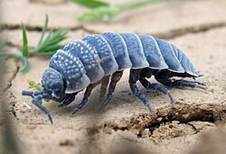 Woodlouse with a bluish shell on sand