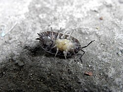 Female woodlouse surrounded by her young, just out of the brood pouch