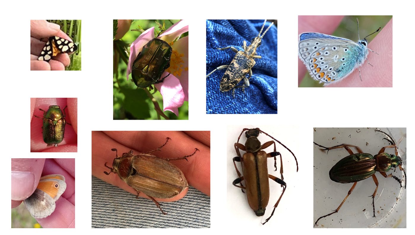 Mosaïque de photographies d'insectes observés sur les placettes