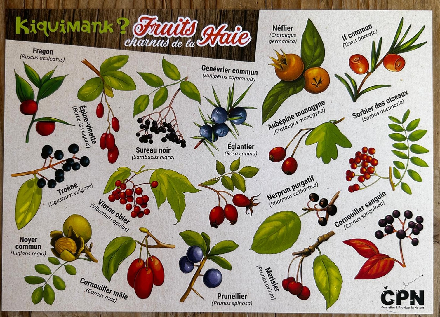 Poster des fruits de la haie