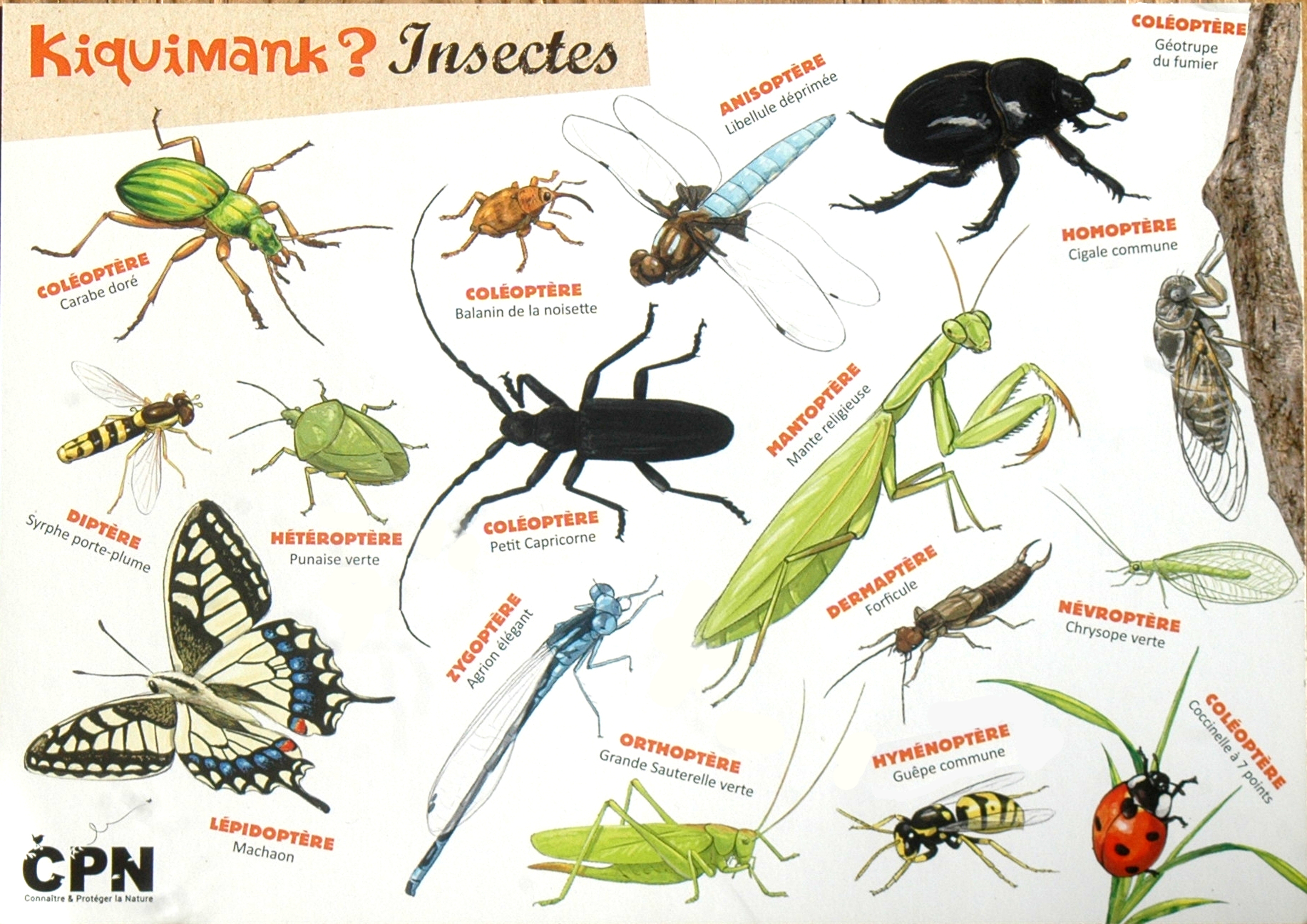 Poster des insectes