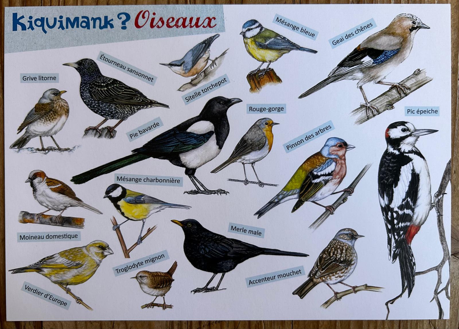 Poster des oiseaux