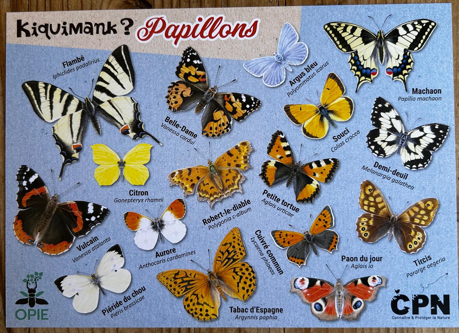 Poster des papillons
